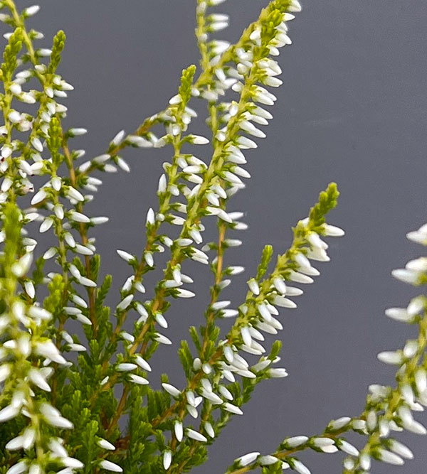 カルーナ：黄金葉白花（サンディ／横に這うタイプ）3号ポット