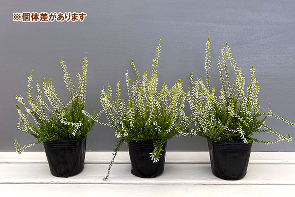 カルーナ：黄金葉白花（サンディ／横に這うタイプ）3号ポット