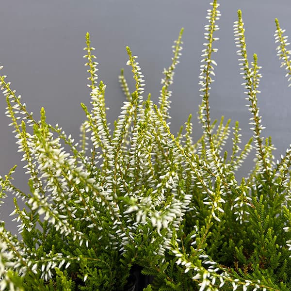 カルーナ：黄金葉白花（サンディ／横に這うタイプ）3号ポット