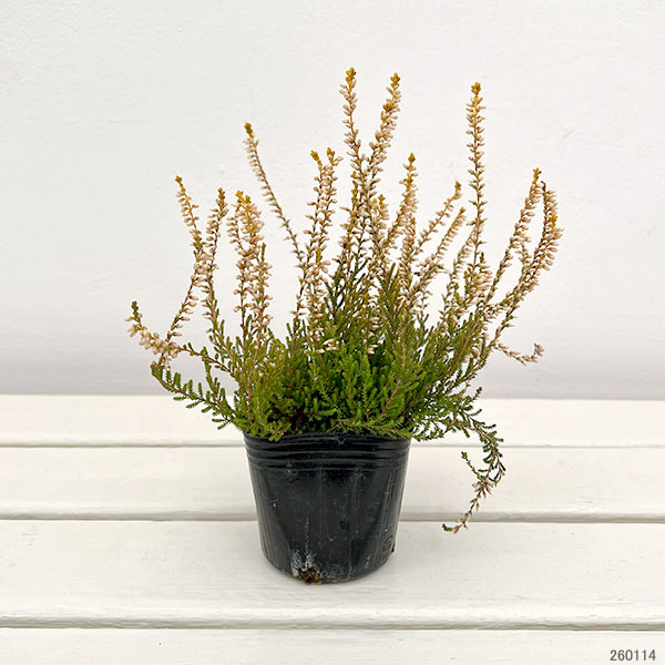 カルーナ：黄金葉白花（サンディ／横に這うタイプ）3号ポット