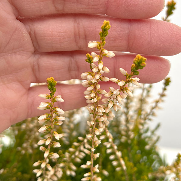 カルーナ：黄金葉白花（サンディ／横に這うタイプ）3号ポット