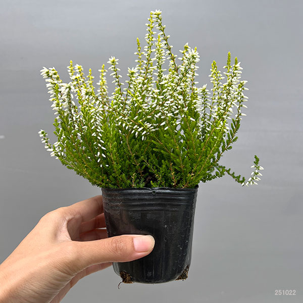 カルーナ：黄金葉白花（サラ／縦に伸びるタイプ）3号ポット