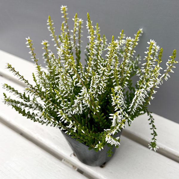 カルーナ：黄金葉白花（サラ／縦に伸びるタイプ）3号ポット