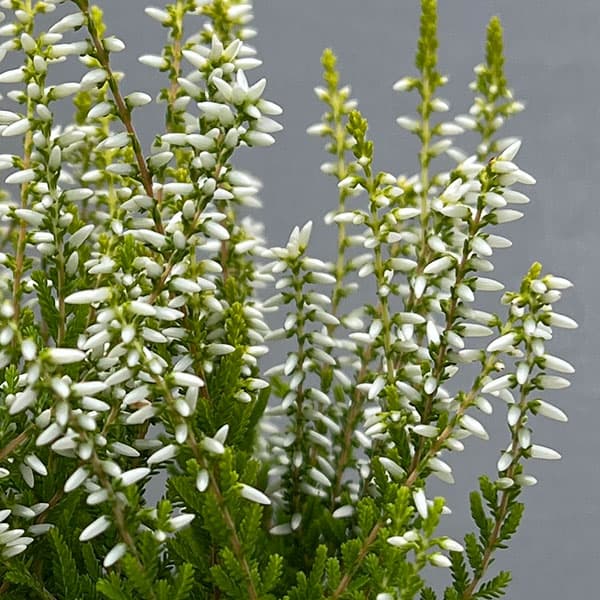 カルーナ：黄金葉白花（サラ／縦に伸びるタイプ）3号ポット