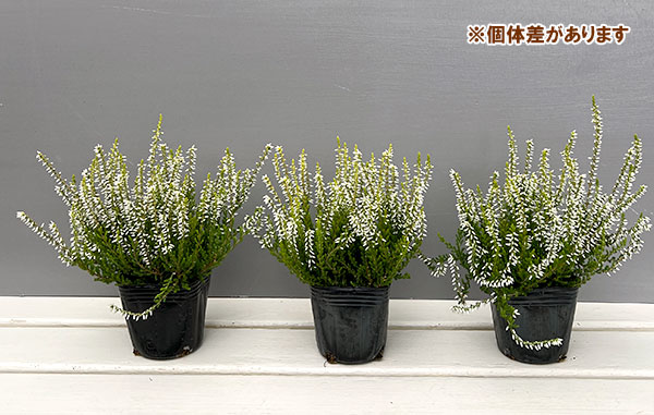 カルーナ：黄金葉白花（サラ／縦に伸びるタイプ）3号ポット