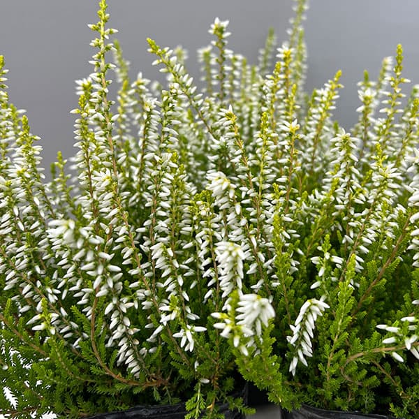 カルーナ：黄金葉白花（サラ／縦に伸びるタイプ）3号ポット