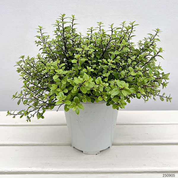 ピットスポルム：エルフィン5号鉢植え