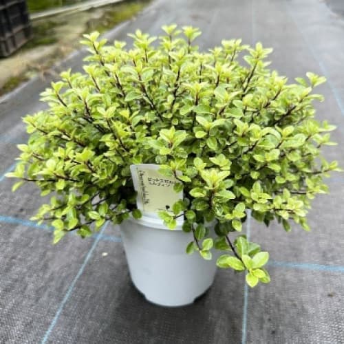 ピットスポルム：エルフィン5号鉢植え