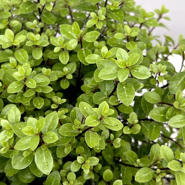 ピットスポルム：エルフィン5号鉢植え