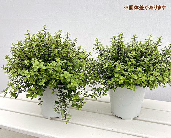 ピットスポルム：エルフィン5号鉢植え