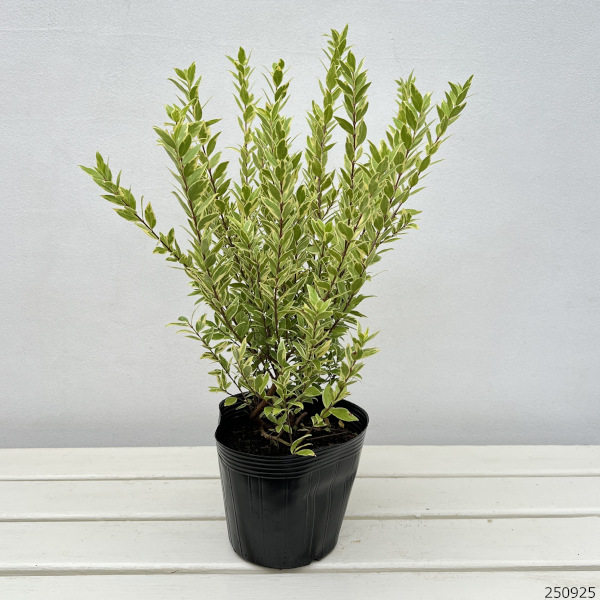 マートル（ギンバイカ・銀梅花）：斑入り5号ポット