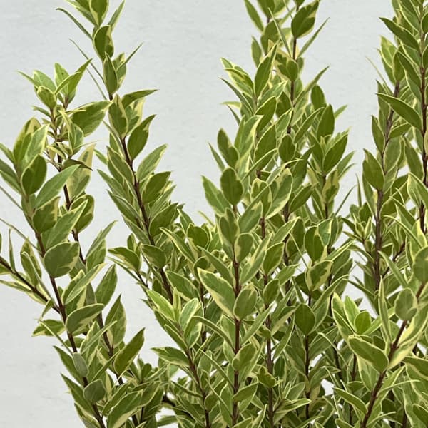 マートル（ギンバイカ・銀梅花）：斑入り5号ポット