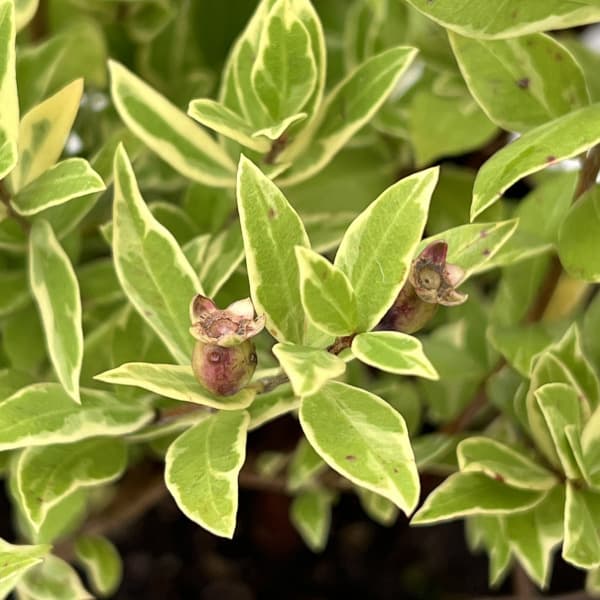 マートル（ギンバイカ・銀梅花）：斑入り5号ポット