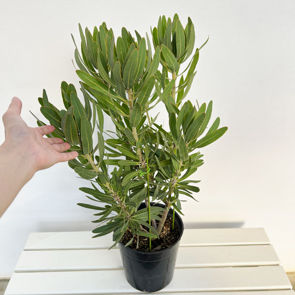 プロテア:フロステッドファイヤー 7号鉢植え