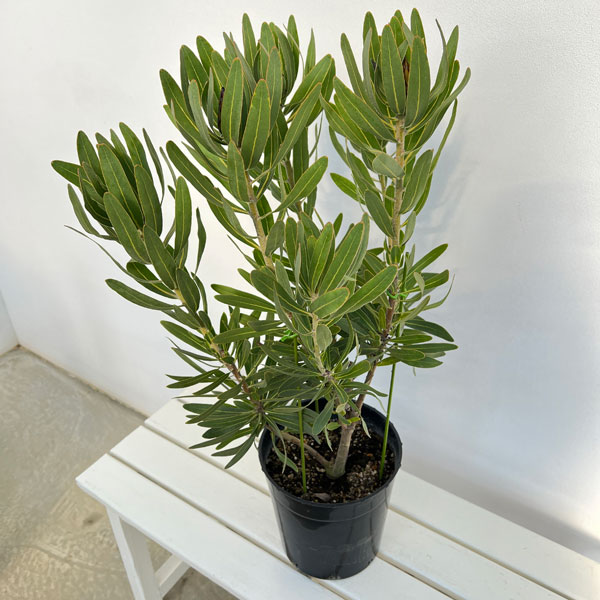 プロテア:フロステッドファイヤー 7号鉢植え