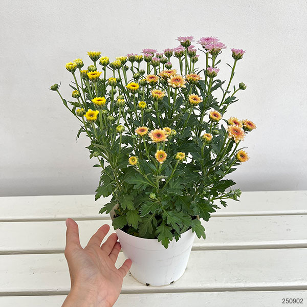 (わけあり特価)ガーデンマム・ジェリーフィッシュ 花色ミックス 5号鉢植え