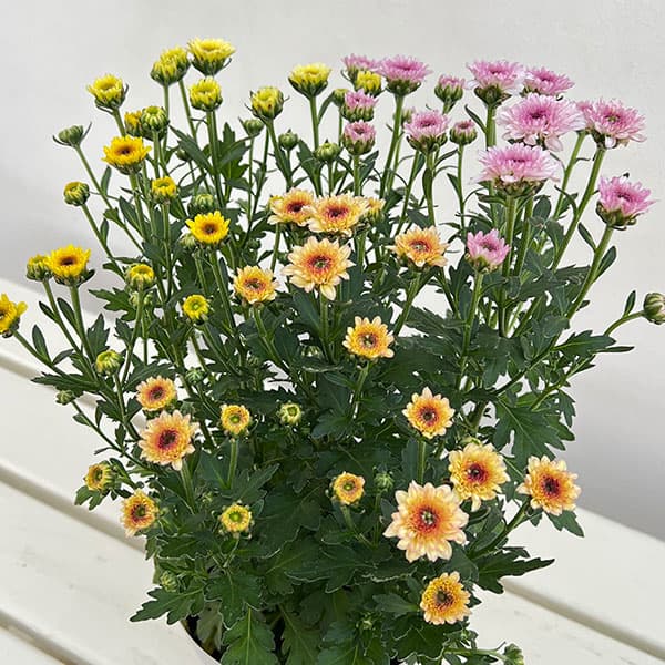 (わけあり特価)ガーデンマム・ジェリーフィッシュ 花色ミックス 5号鉢植え