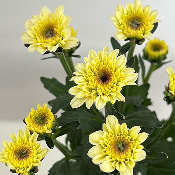 (わけあり特価)ガーデンマム・ジェリーフィッシュ 花色ミックス 5号鉢植え