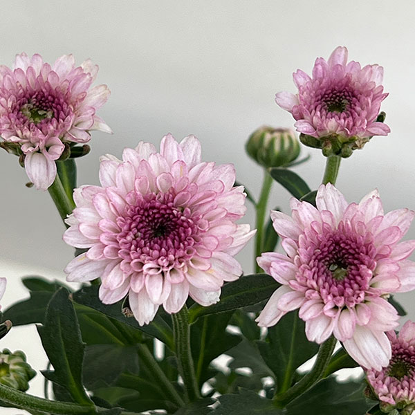 (わけあり特価)ガーデンマム・ジェリーフィッシュ 花色ミックス 5号鉢植え
