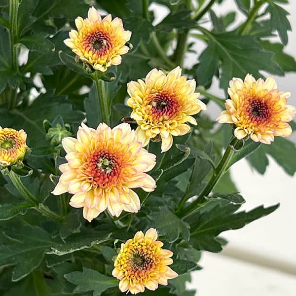 (わけあり特価)ガーデンマム・ジェリーフィッシュ 花色ミックス 5号鉢植え