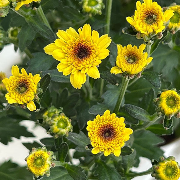 (わけあり特価)ガーデンマム・ジェリーフィッシュ 花色ミックス 5号鉢植え