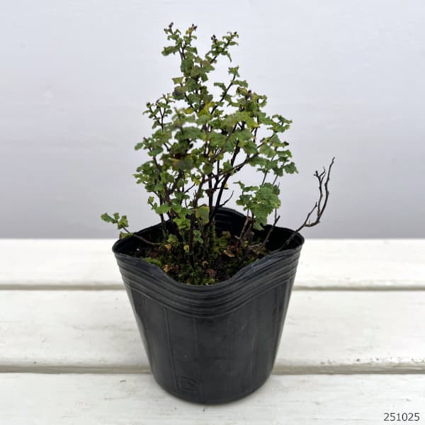 シモツケ：縮葉シモツケ3号ポット