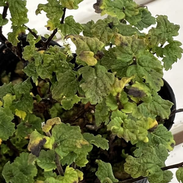 シモツケ：縮葉シモツケ3号ポット