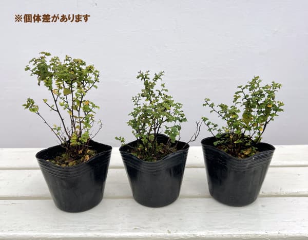 シモツケ：縮葉シモツケ3号ポット