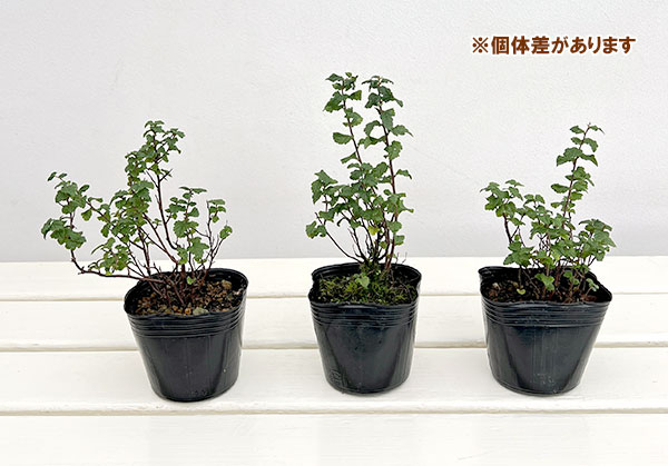 [サマーセール]（わけあり特価）シモツケ：縮葉シモツケ3号ポット