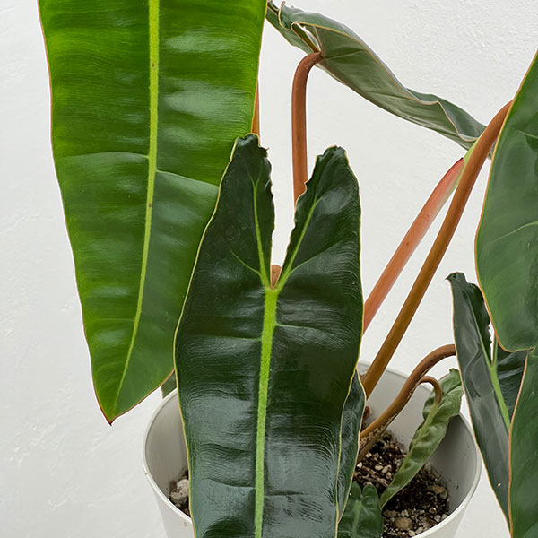 フィロデンドロン:ビレッティア 6号鉢植え
