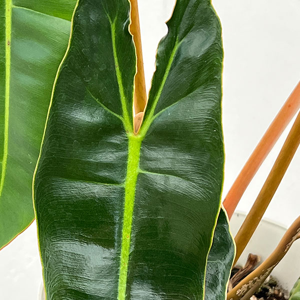 フィロデンドロン:ビレッティア 6号鉢植え