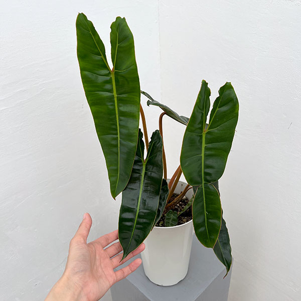 フィロデンドロン:ビレッティア 6号鉢植え