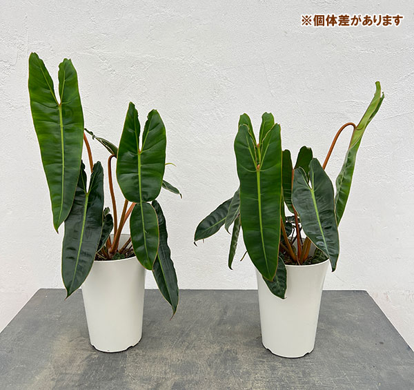 フィロデンドロン:ビレッティア 6号鉢植え