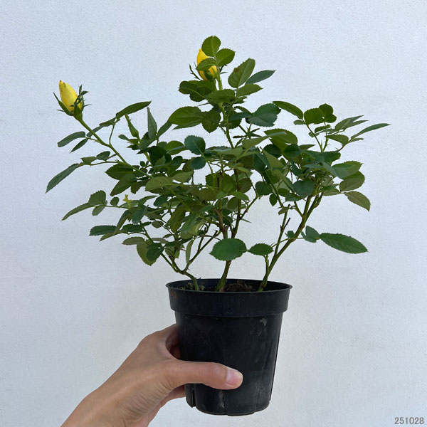 インフィニティローズ・イエロー4号プラ鉢入り