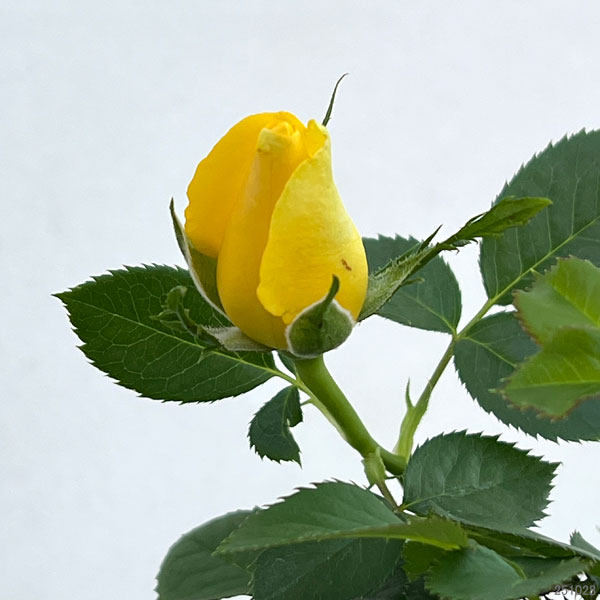 インフィニティローズ・イエロー4号プラ鉢入り