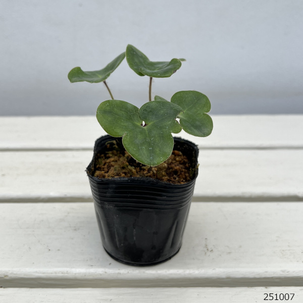 雪割草変わり咲:千重咲赤系2.5号ポット