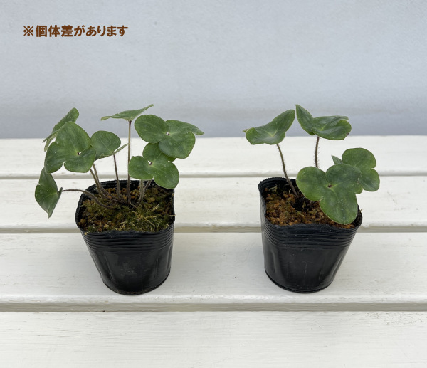 雪割草変わり咲:千重咲赤系2.5号ポット