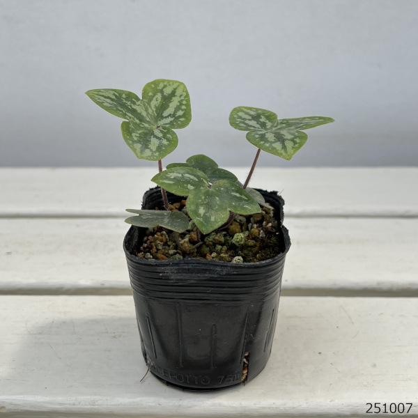 雪割草変わり咲:千重咲紫系2.5号ポット