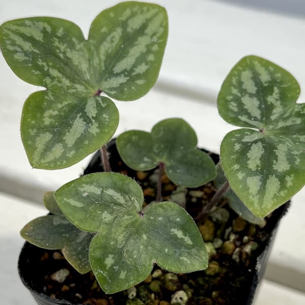 雪割草変わり咲:千重咲紫系2.5号ポット