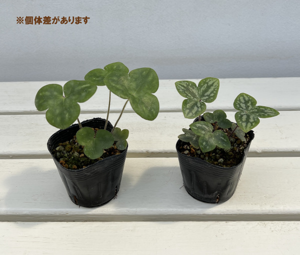 雪割草変わり咲:千重咲紫系2.5号ポット