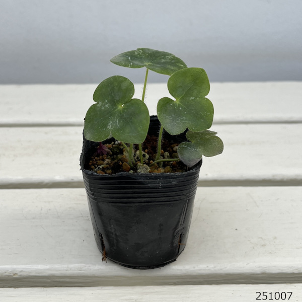 雪割草変わり咲：千重咲白系2.5号ポット