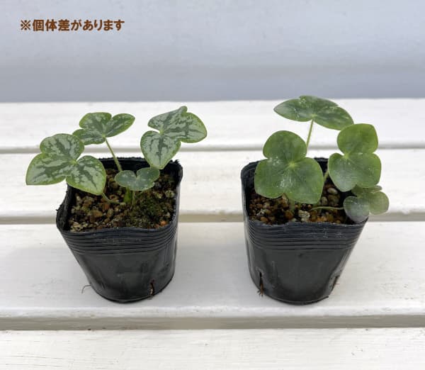 雪割草変わり咲：千重咲白系2.5号ポット