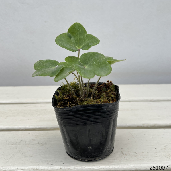 雪割草変わり咲:千重咲桃系2.5号ポット