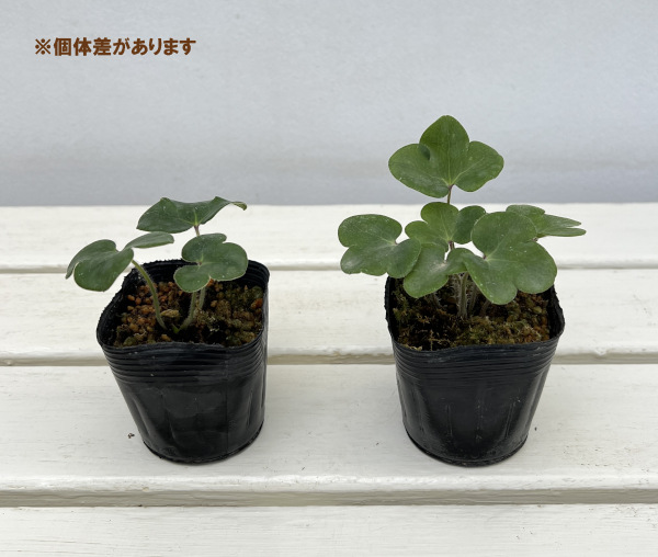 雪割草変わり咲:千重咲桃系2.5号ポット