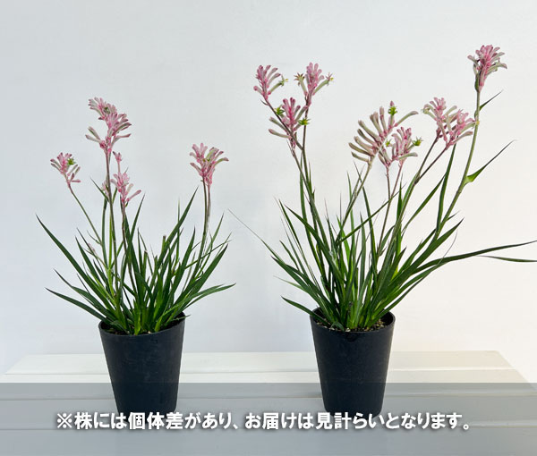 カンガルーポー(アゴニスサントス)ピンク系 4号鉢植え