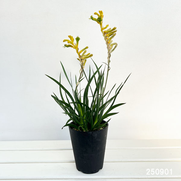 カンガルーポー(アゴニスサントス)イエロー系 4号鉢植え
