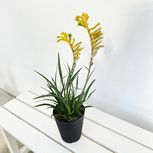カンガルーポー(アゴニスサントス)イエロー系 4号鉢植え