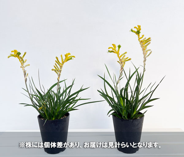 カンガルーポー(アゴニスサントス)イエロー系 4号鉢植え