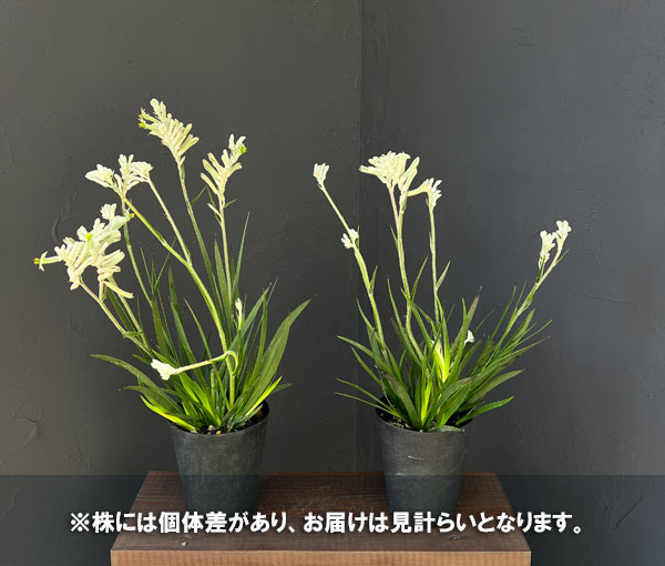 カンガルーポー(アゴニスサントス)ホワイト系 4号鉢植え