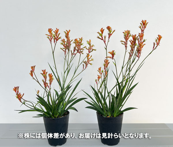 カンガルーポー(アゴニスサントス)オレンジ系 4号鉢植え